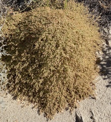 Euphorbia polycarpa
