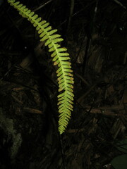 Prosaptia intermedia