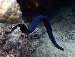 Emydocephalus annulatus