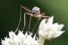 Toxorhynchites rutilus septentrionalis
