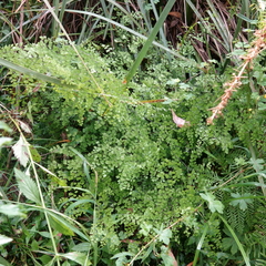 Adiantum aethiopicum