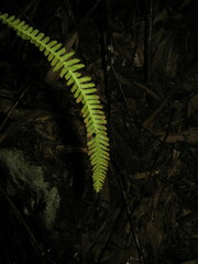 Prosaptia intermedia