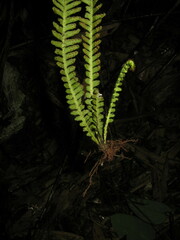 Prosaptia intermedia