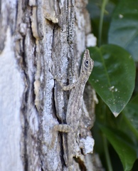 Anolis argenteolus