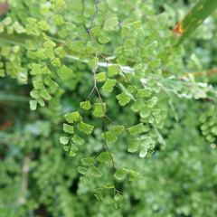 Adiantum aethiopicum