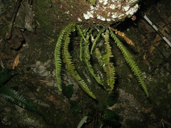 Prosaptia intermedia