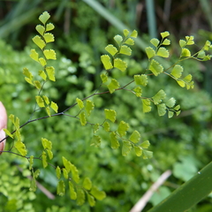 Adiantum aethiopicum
