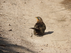 Morococcyx erythropygus