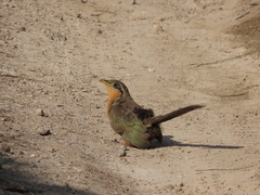 Morococcyx erythropygus