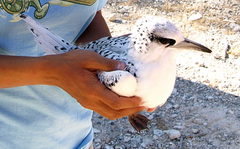 Phaethon lepturus fulvus