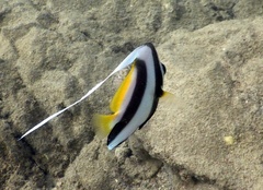 Heniochus acuminatus