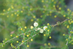 Acacia mitchellii