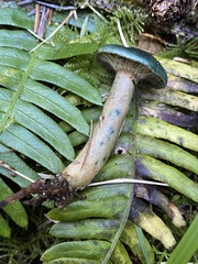 Lactarius aurantiosordidus