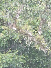 Dendrobium crumenatum