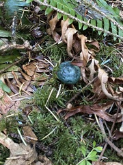 Lactarius aurantiosordidus
