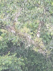 Dendrobium crumenatum