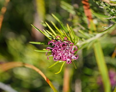 Grevillea confertifolia