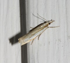 Crambus pascuella