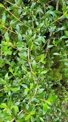 Coprosma ×cunninghamii