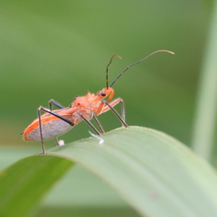 Gminatus australis