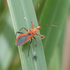 Gminatus australis