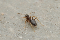 Lasius americanus