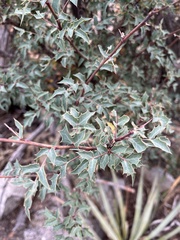 Berberis fremontii