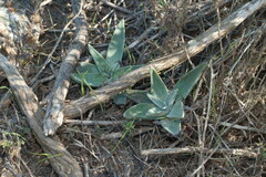 Dudleya lanceolata