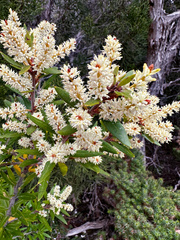 Orites diversifolius