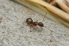 Camponotus subbarbatus