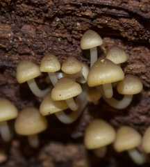 Mycena semivestipes