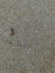 Camponotus sansabeanus