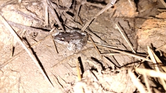 Leptodactylus fragilis