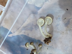 Mycena semivestipes