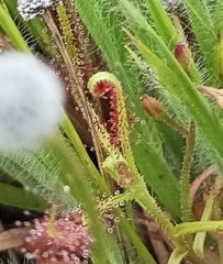 Drosera