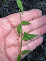 Metastelma barbigerum