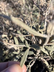 Eriodictyon trichocalyx