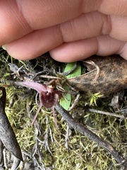 Chiloglottis grammata
