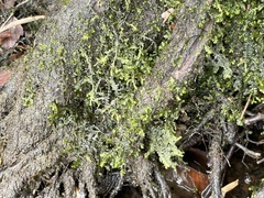 Porella pinnata