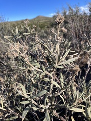 Eriodictyon trichocalyx