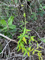 Metastelma barbigerum