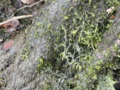 Porella pinnata