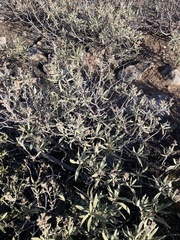 Eriodictyon trichocalyx