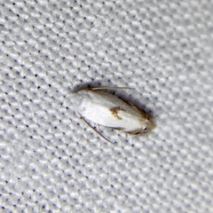 Opostegoides gephyraea