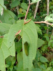 Graphium agamemnon