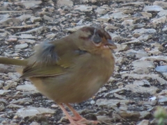 Arremonops rufivirgatus