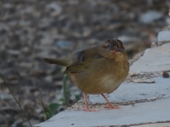 Arremonops rufivirgatus