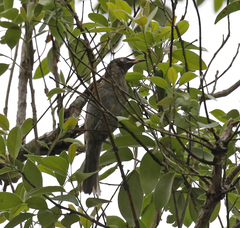 Bolemoreus frenatus