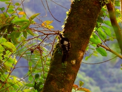 Yungipicus canicapillus