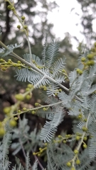 Acacia baileyana